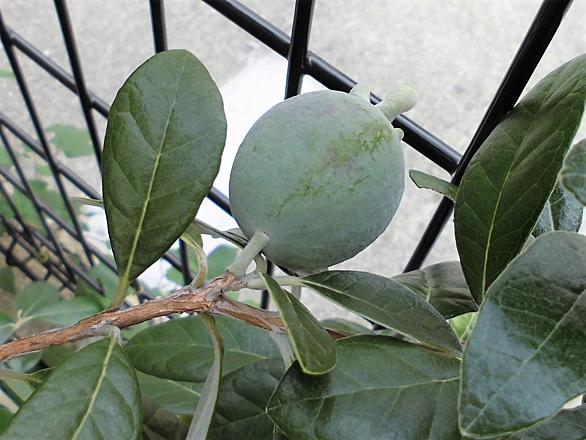 フェイジョアとは 動植物の人気 最新記事を集めました はてな フェイジョアとは 動植物の人気 最新記事を集めました はてな