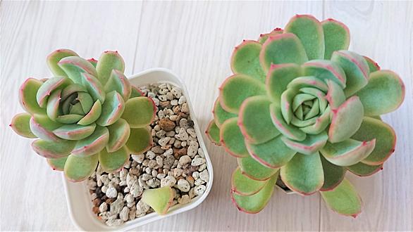 花月夜とは 人気 最新記事を集めました はてな 花月夜とは 人気 最新記事を集めました はてな