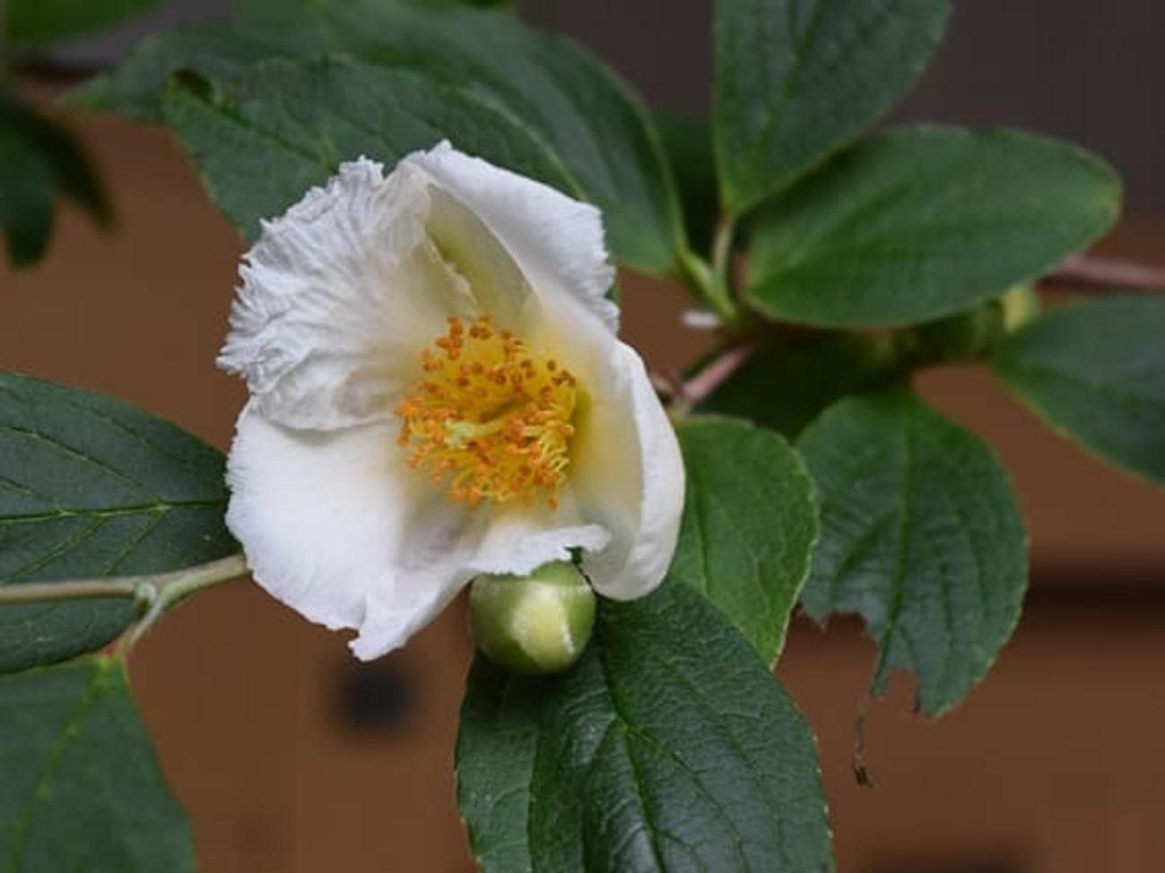 夏椿(なつつばき) - 花紅柳緑~院長のBLOG