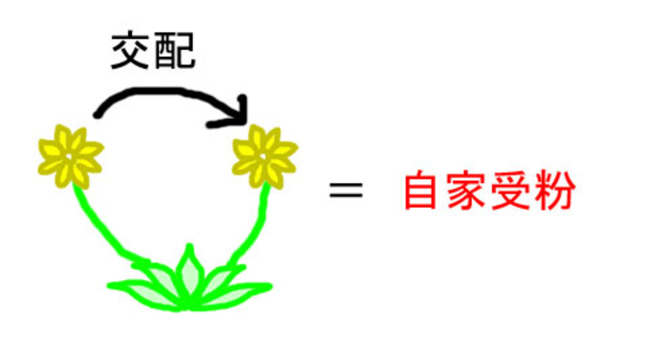 backend=imagemagick;version=1;