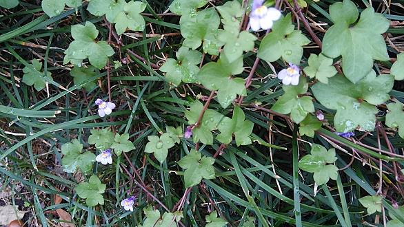 ツタバウンランとは 動植物の人気 最新記事を集めました はてな ツタバウンランとは 動植物の人気 最新記事を集めました はてな