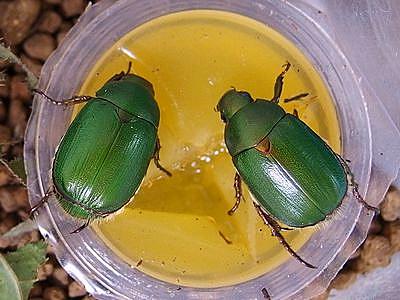 コガネムシとは 動植物の人気 最新記事を集めました はてな