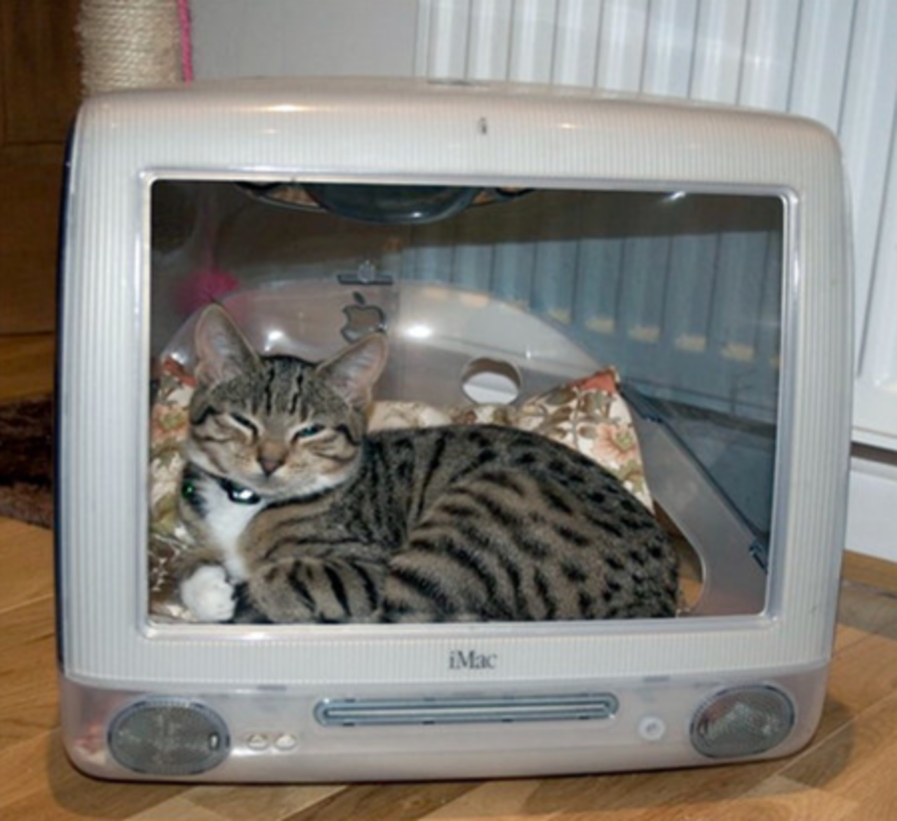 初代 iMac が猫ハウスに^^) - まぶてく！
