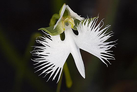 サギソウとは 動植物の人気 最新記事を集めました はてな サギソウとは 動植物の人気 最新記事を集めました はてな