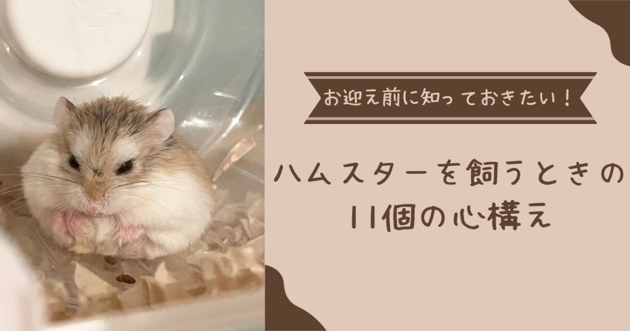 ハムスターを飼う覚悟はある？お迎え前に知っておきたい11のこと 