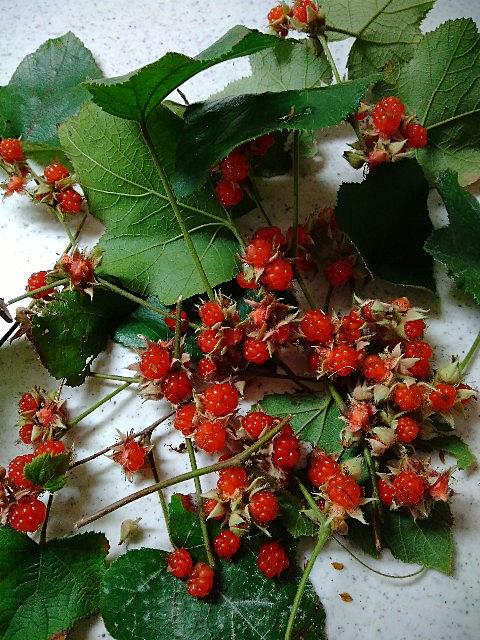 ヘビイチゴとは 動植物の人気 最新記事を集めました はてな
