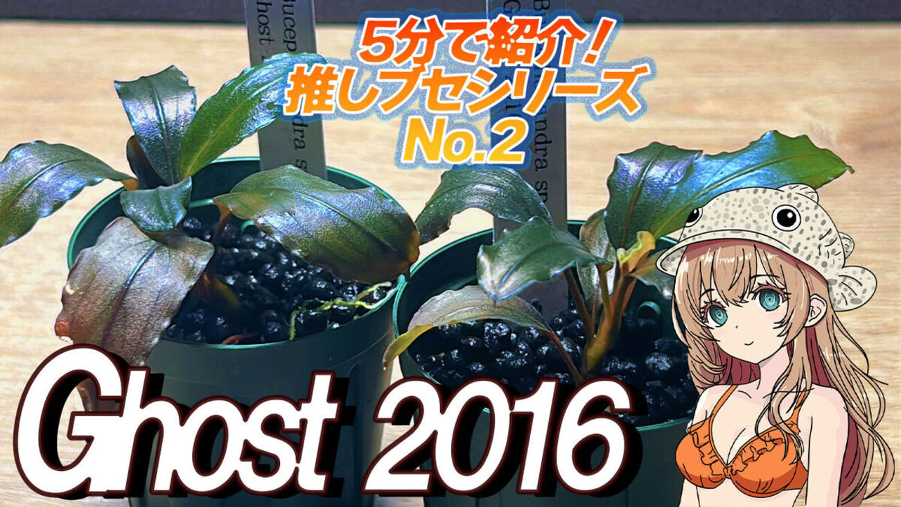 ぽ*ぐ様 ブセファランドラspゴースト2016群生 ブセファランドラsp.ゴースト2016超希少！褐色系ブセ - たなごGo！