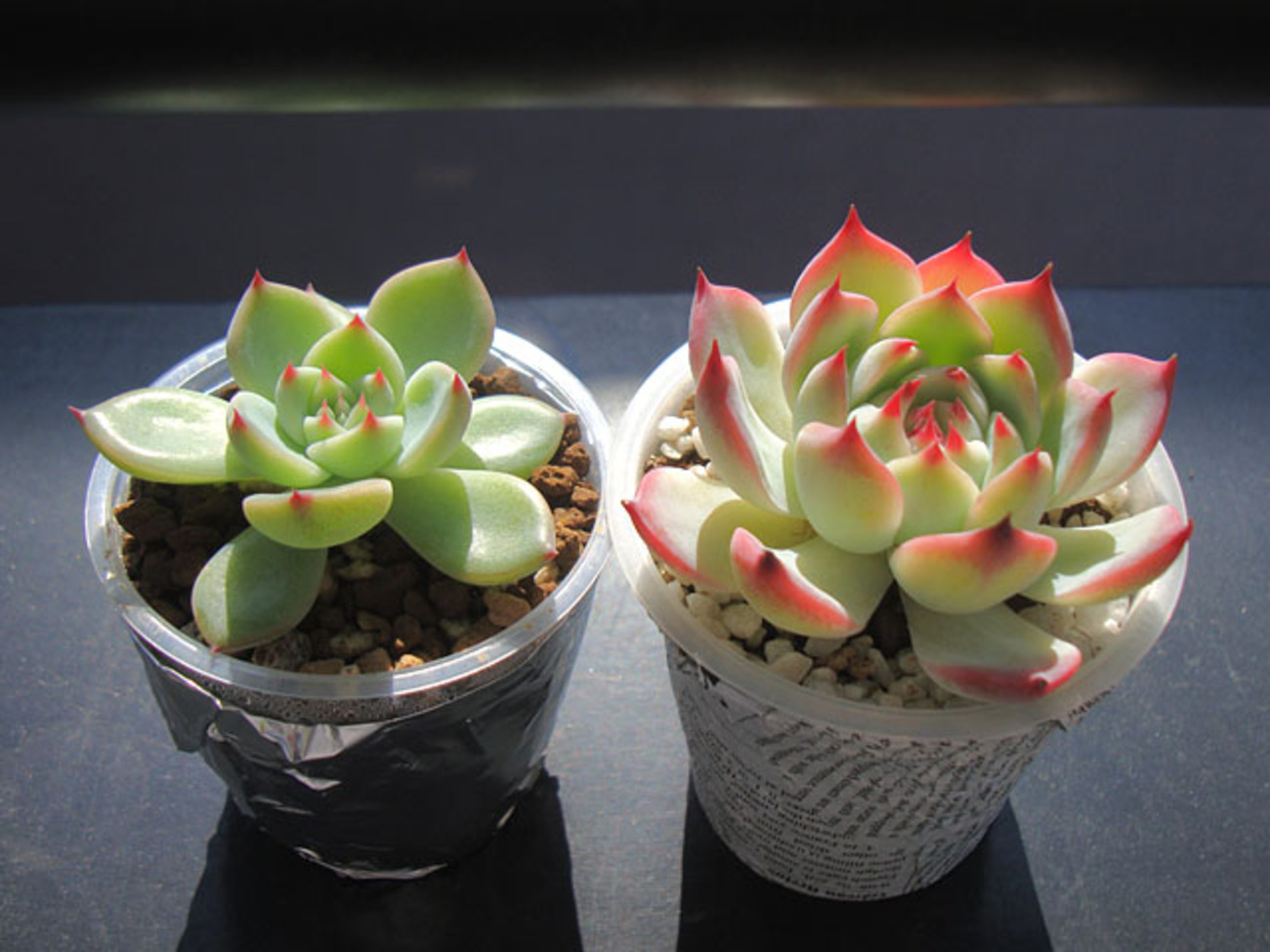 ダイソーチワワとチワワエンシス - 石と多肉植物