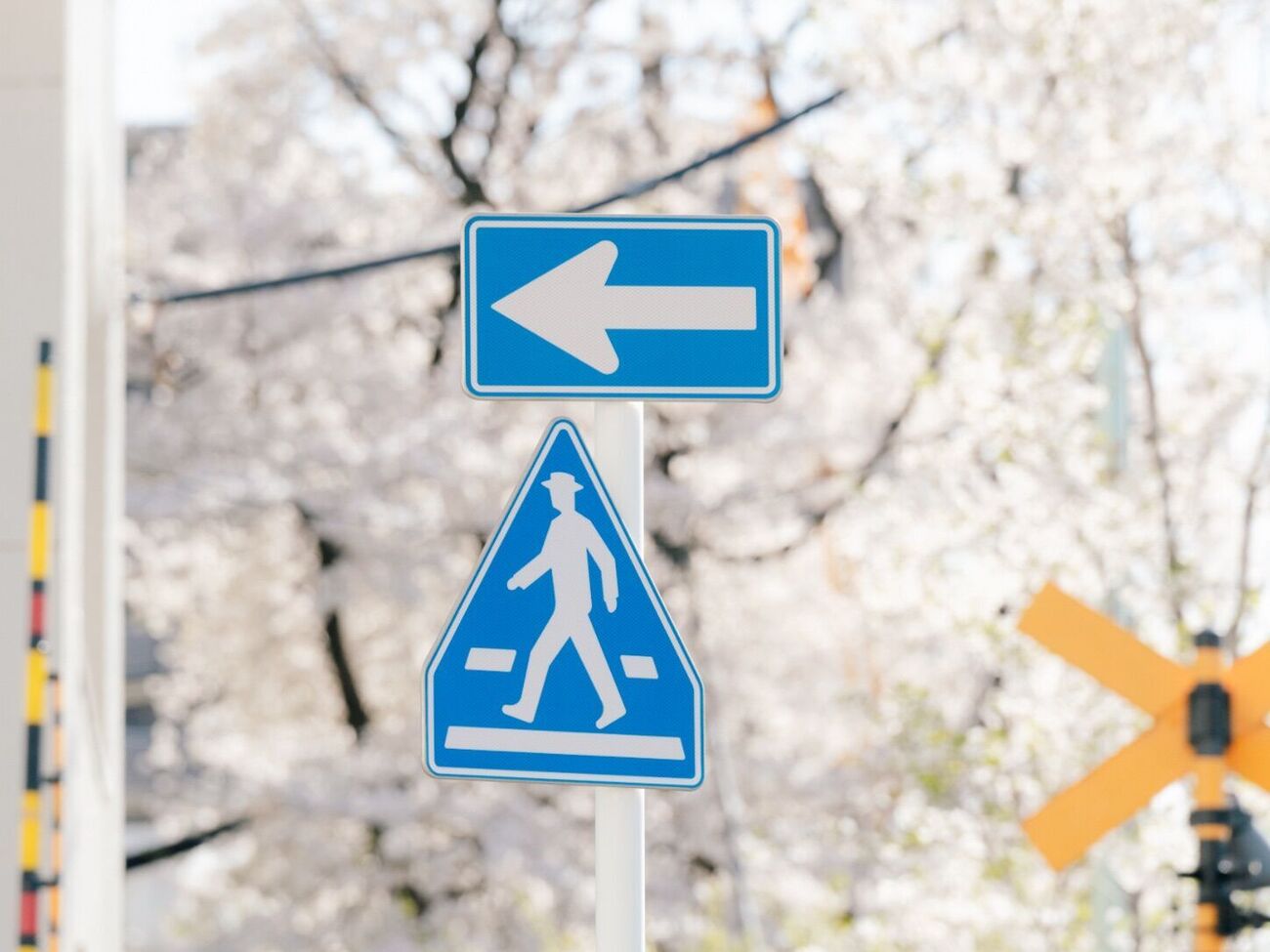 写真1〜5の通り 中野通り、満開の桜並木を巡る｜SONY α7RⅤ 8K動画 - でぃろぐ