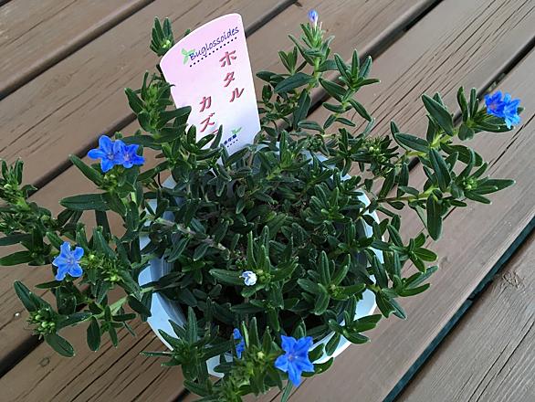 ミヤマホタルカズラとは 動植物の人気 最新記事を集めました はてな