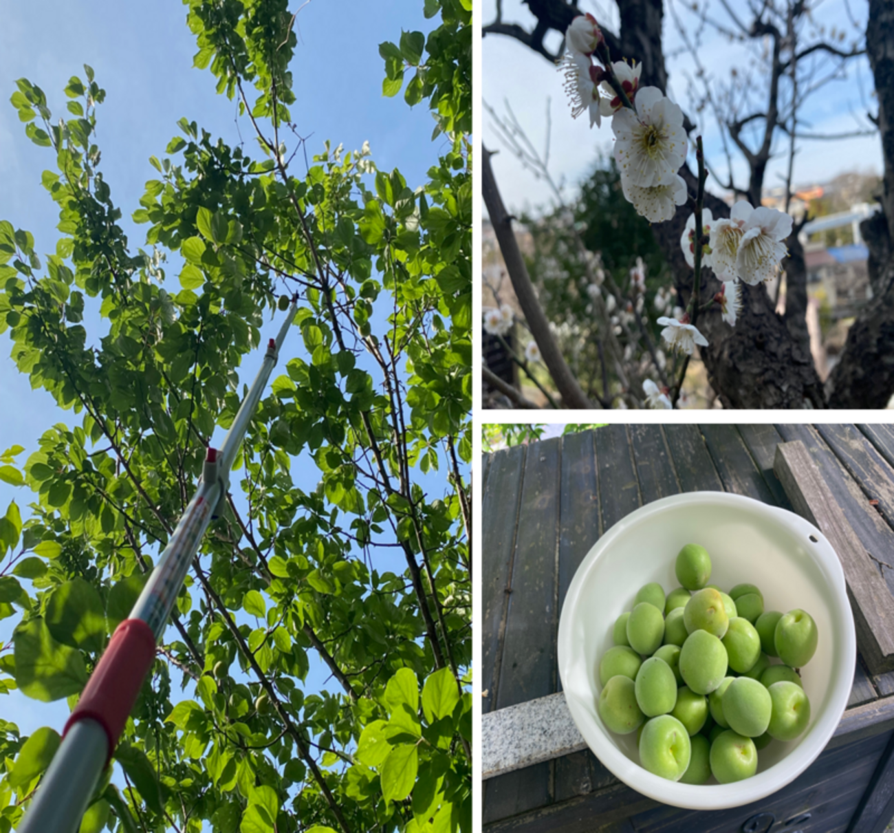梅の実】自宅の梅の木から脚立，高枝切りバサミを使って青梅を収穫（梅