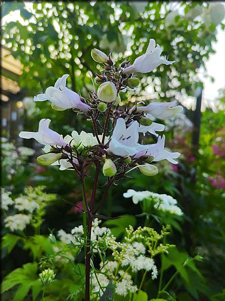 ペンステモンとは 人気 最新記事を集めました はてな