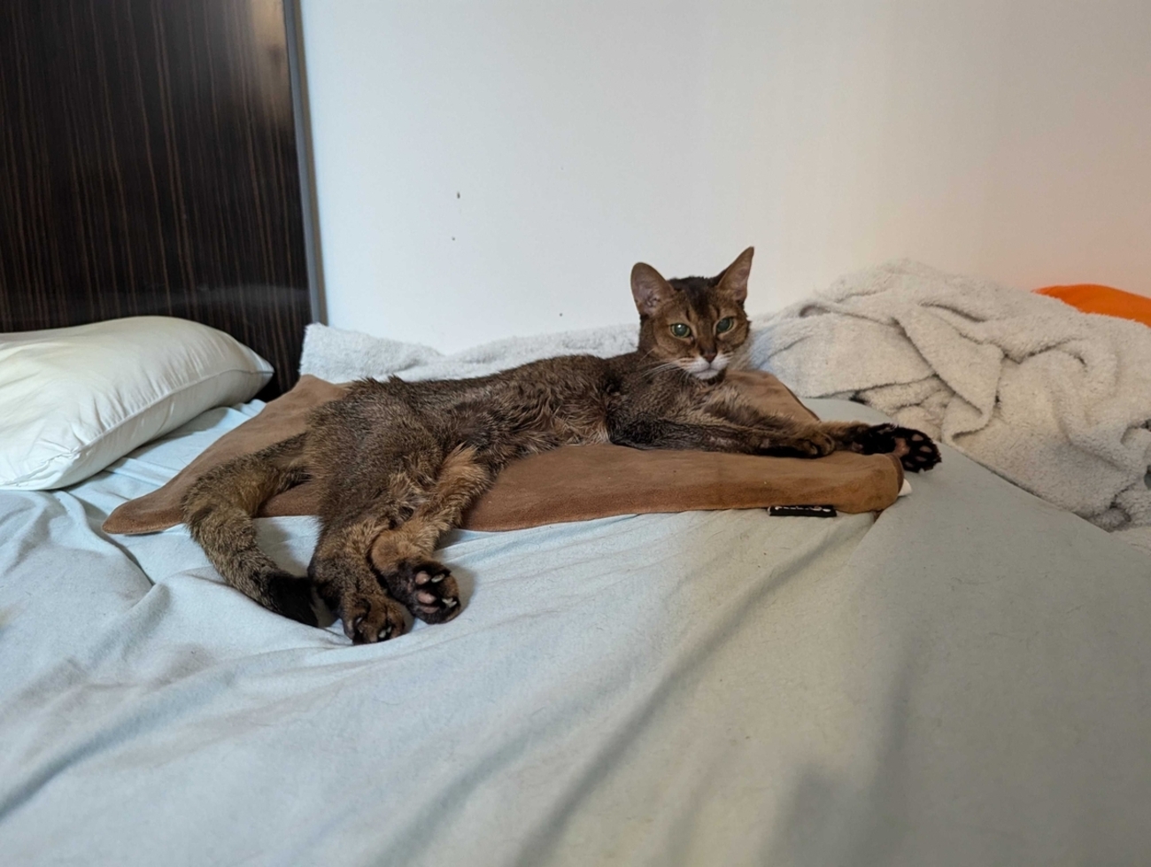 老猫の高カルシウム血症の原因は? - 胆石と生きる猫