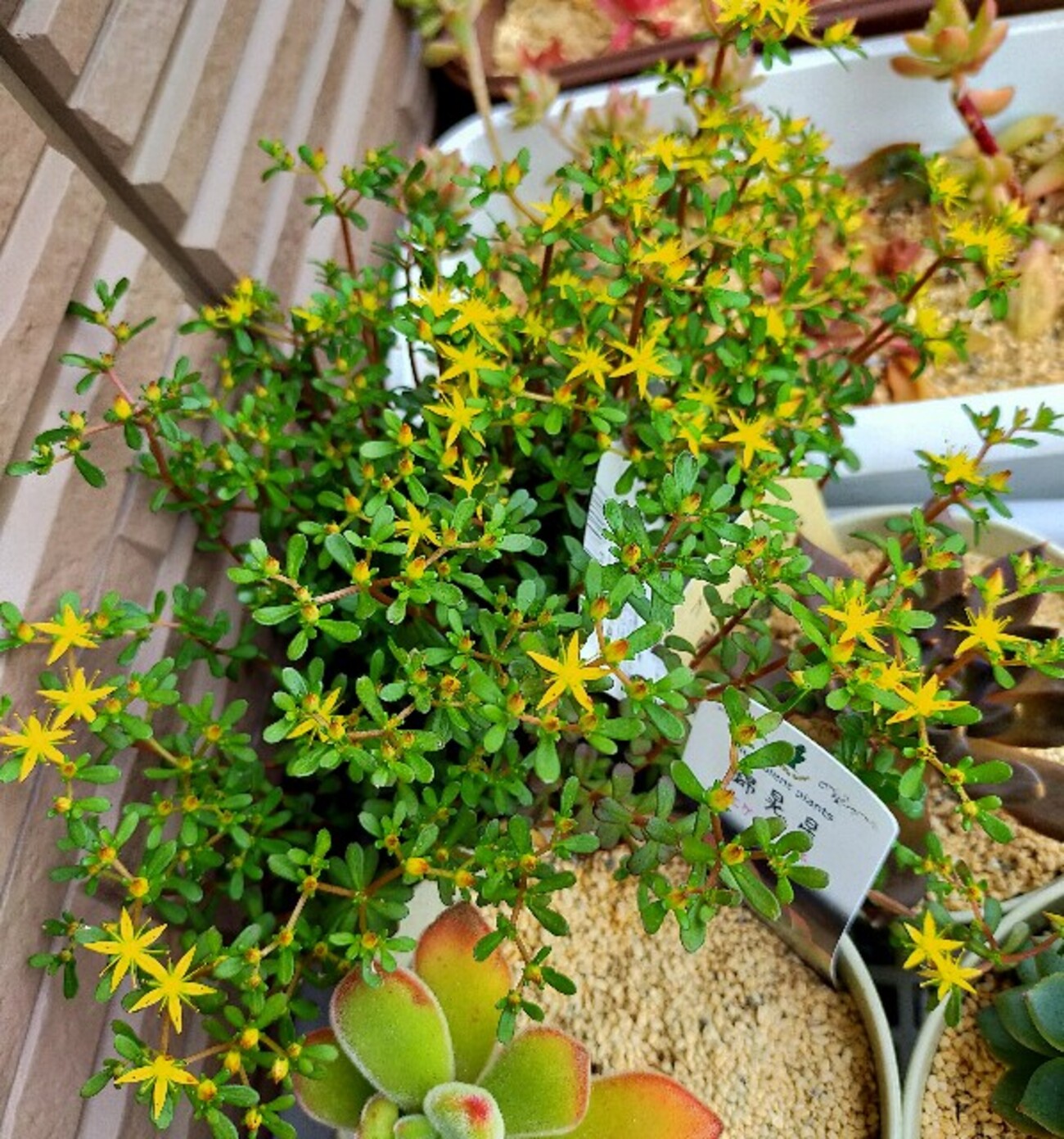 ?多肉植物 黄色のお花が可愛いサルサヴェルデ他? - コロの箱庭