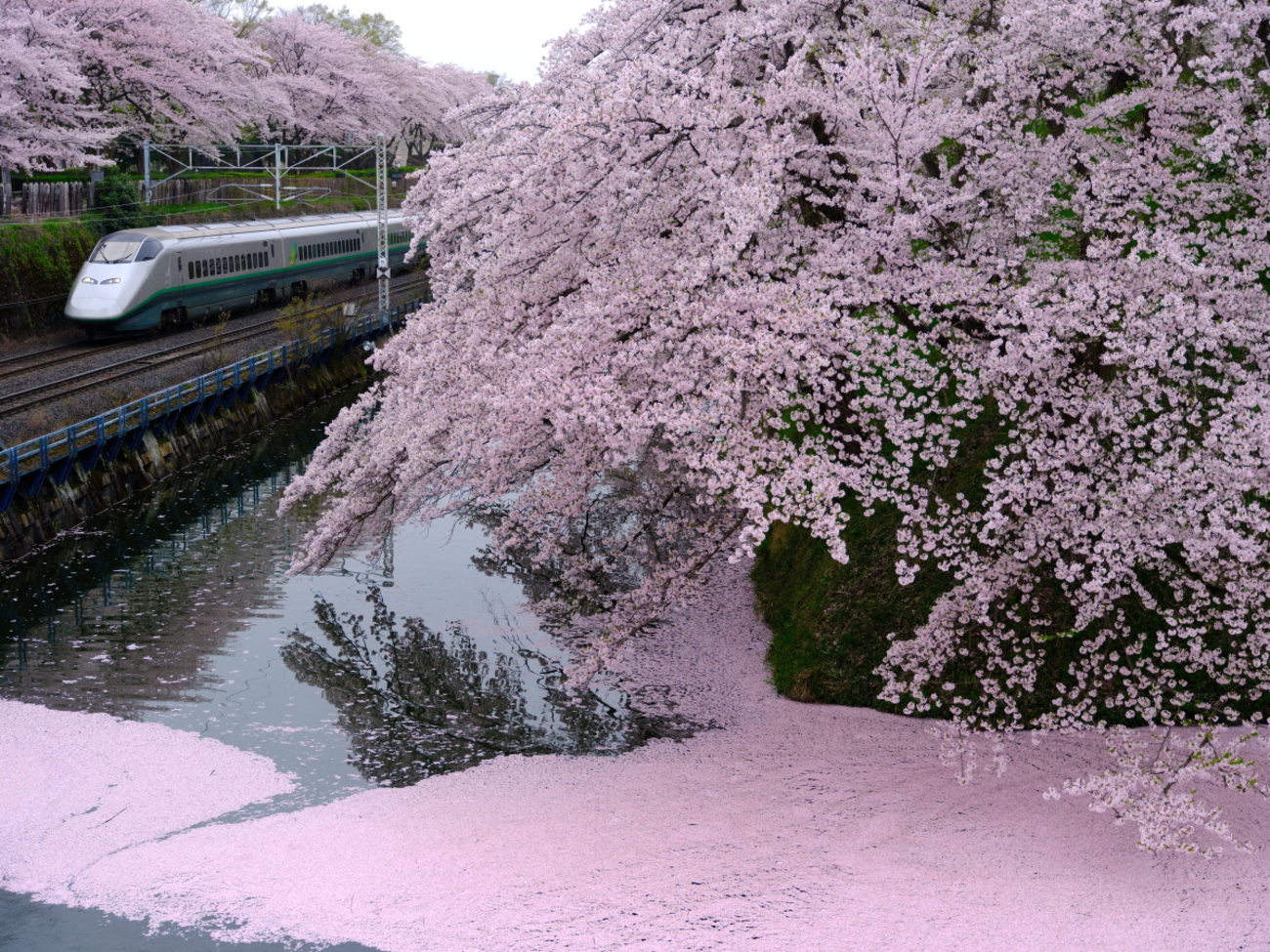 満開の霞城公園の桜とE3系2000番台 旧塗装L65編成の山形新幹線「つばさ 