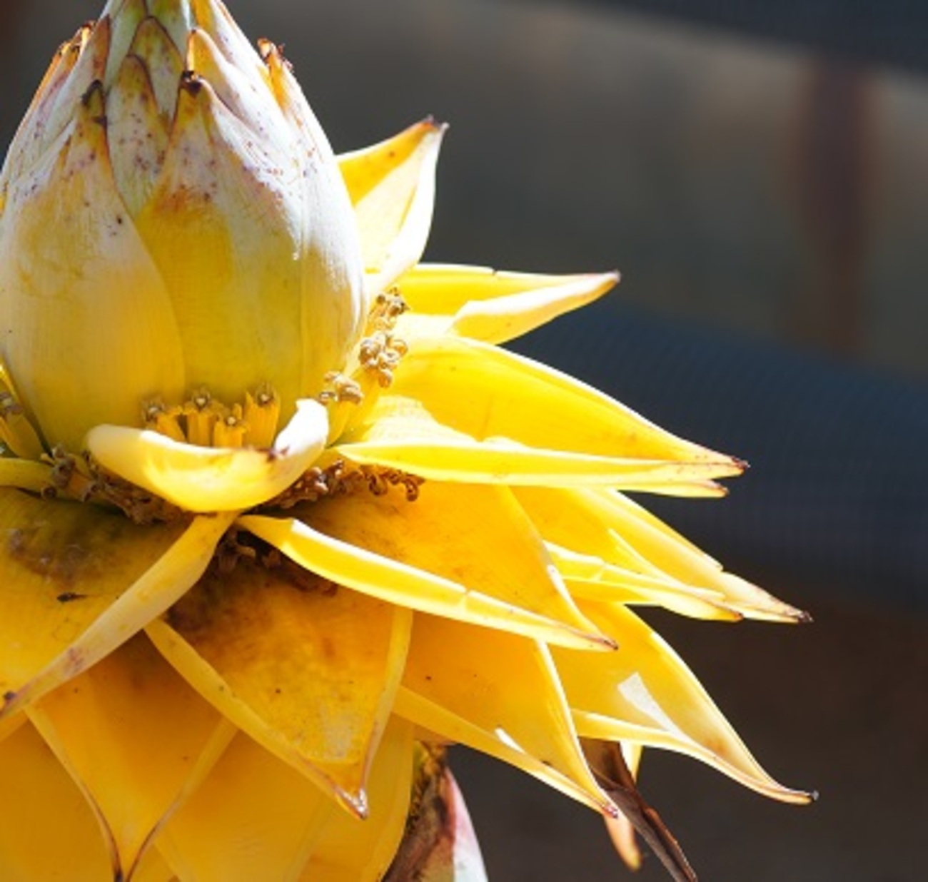 仕事サボって水戸市植物公園花まみれ - ジノ。