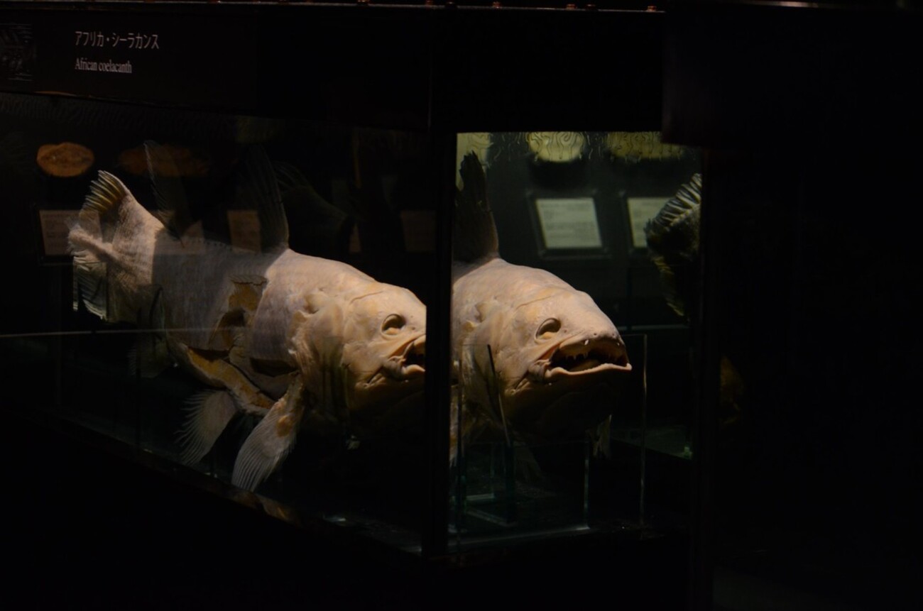 シーラカンスのいる水族館は？飼育展示施設とシーラカンス情報まとめ 