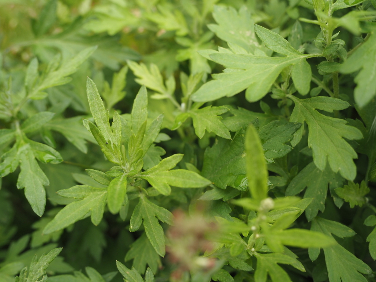 ヨモギの見分け方。人気山菜の採集は毒草と除草剤に要注意 - 蓼食う虫も好き好き