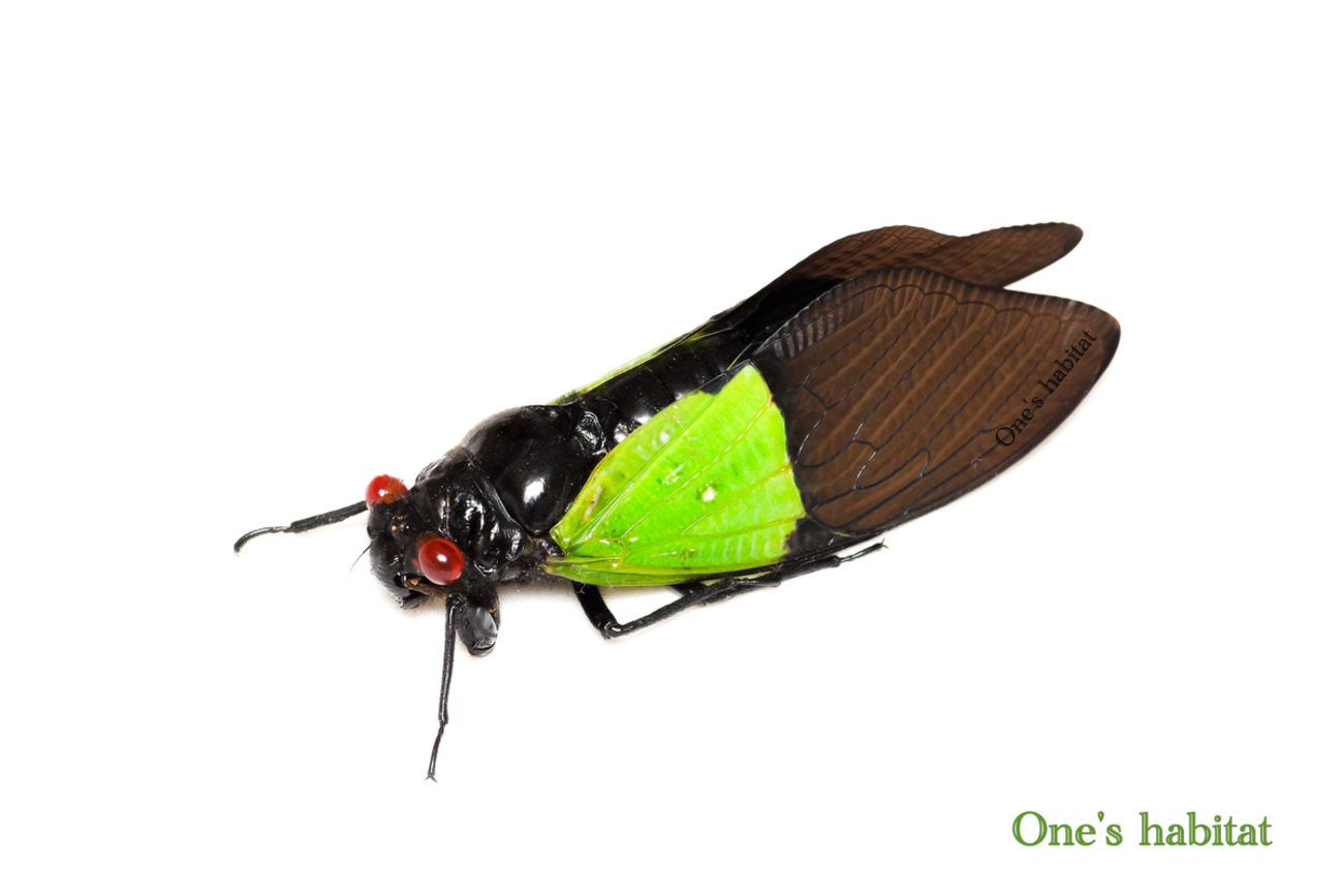 ミドリネドクアブラゼミ Trengganua sibylla - One's habitat Blog