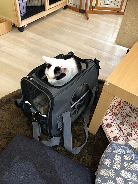 猫カフェとは 動植物の人気 最新記事を集めました はてな 猫カフェとは 動植物の人気 最新記事を集めました はてな