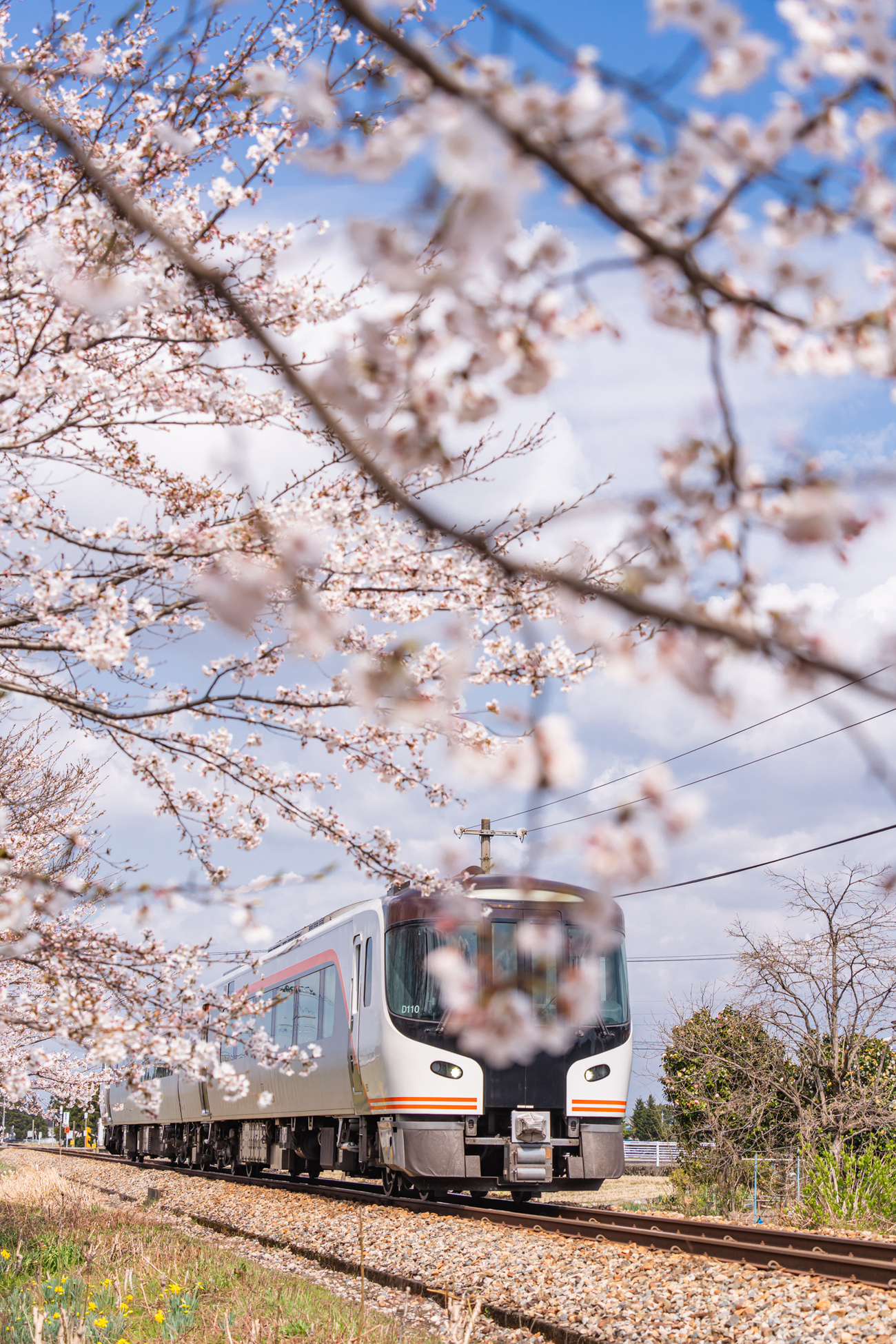 満開の桜とひだ - 光と風と薔薇と