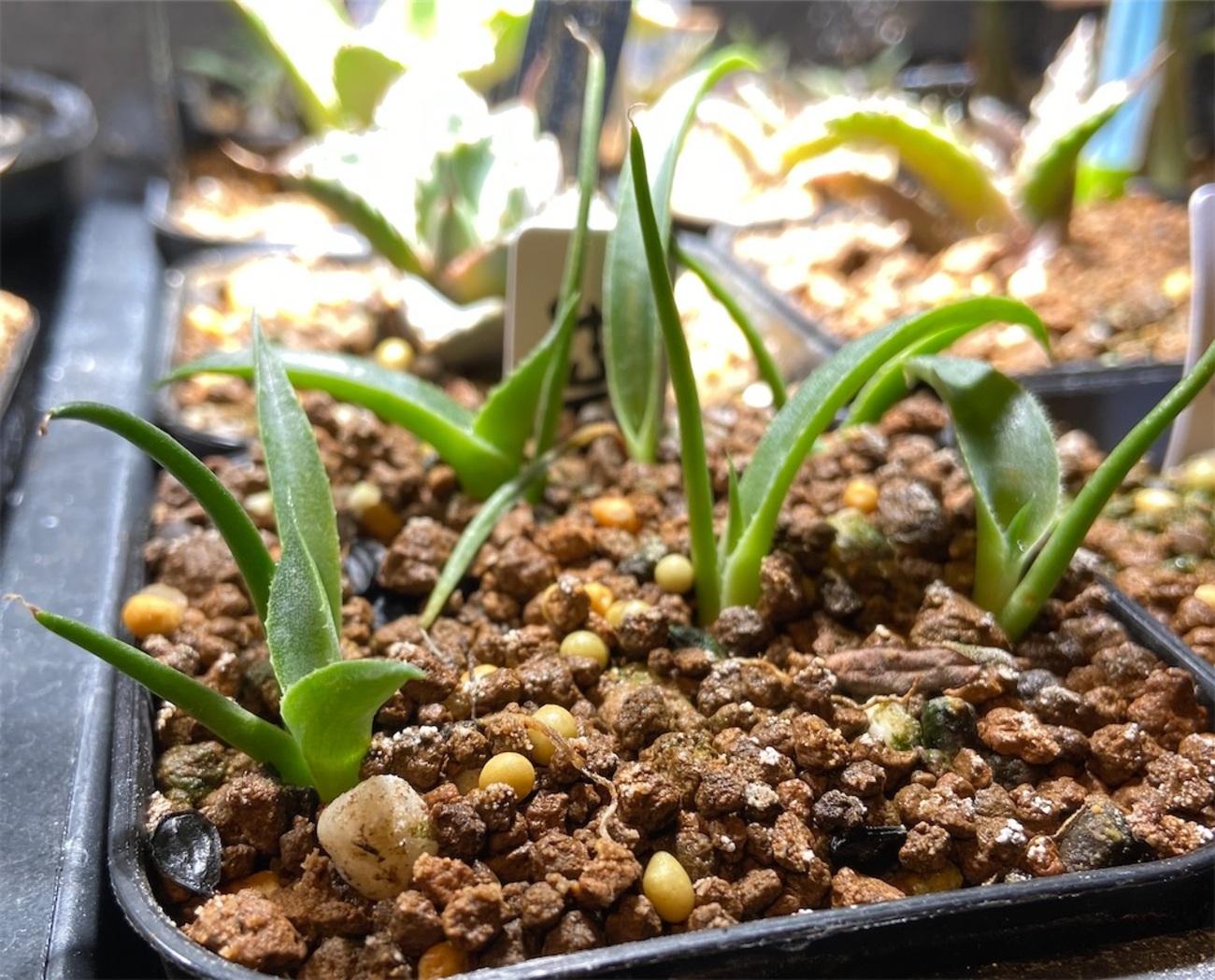 アガベ F.I.P Seedling 実生個体 ブラッドスポットハイブリッドイシス