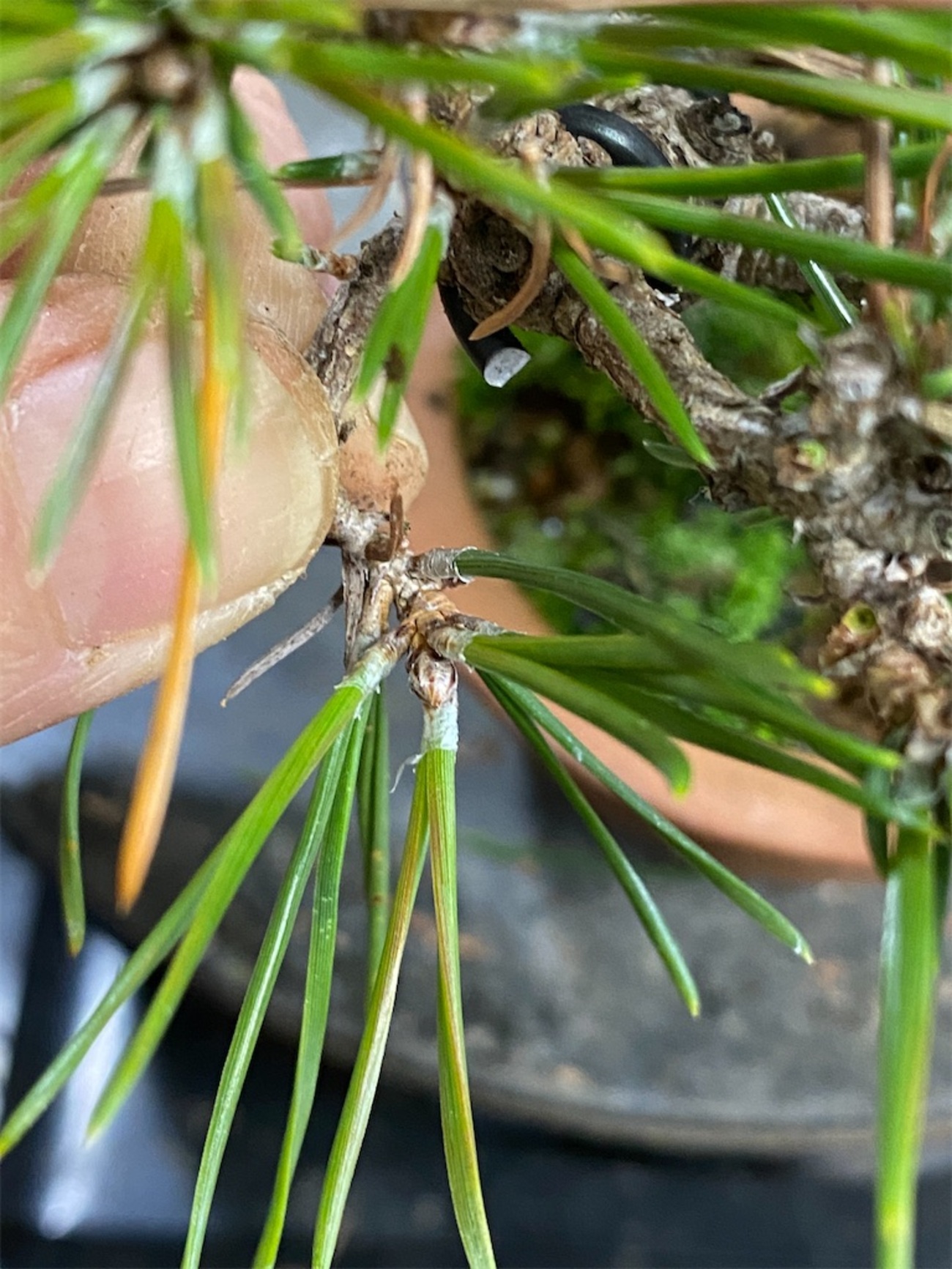 黒松の古葉をとって不要な芽をかき取る - BONSAIちえ