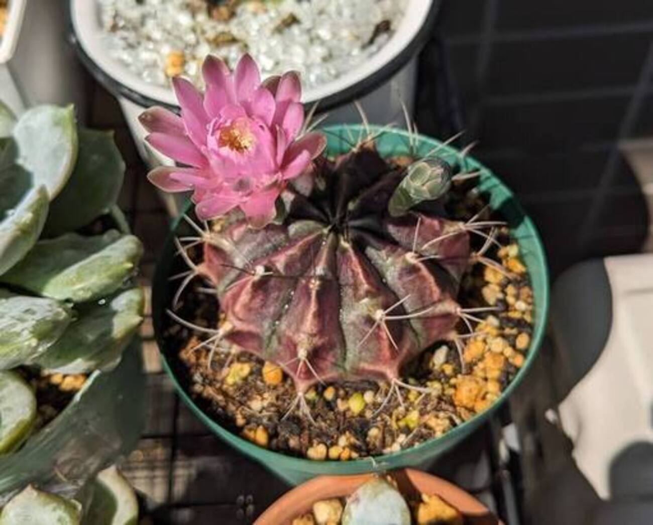 今年もダイソーで購入したサボテン 牡丹玉の花が咲きました - ゆらゆら 