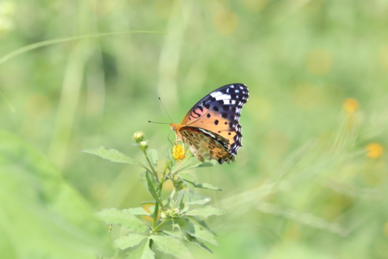 道中のチョウたち - butterflyer’s blog