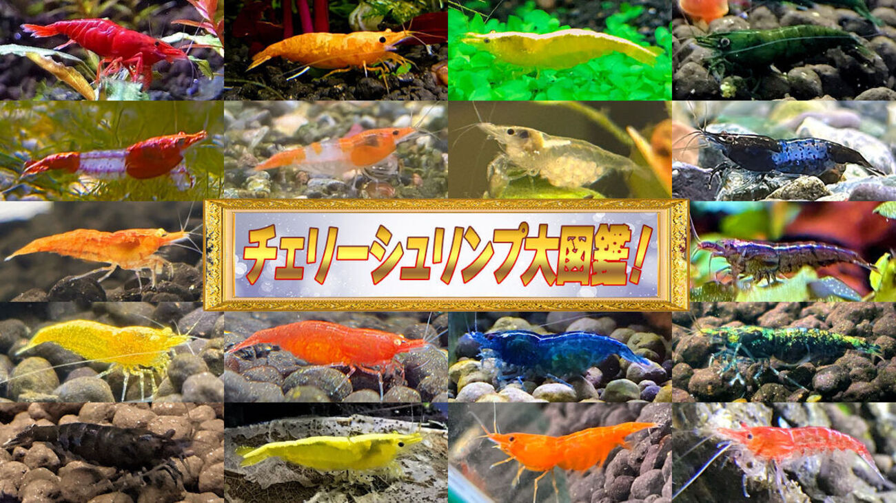 レッドチェリーシュリンプ、ミクロソリウム等 チェリーシュリンプの世界 | AQUALASSIC