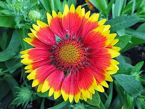 ハルシャギクとは 動植物の人気 最新記事を集めました はてな ハルシャギクとは 動植物の人気 最新記事を集めました はてな
