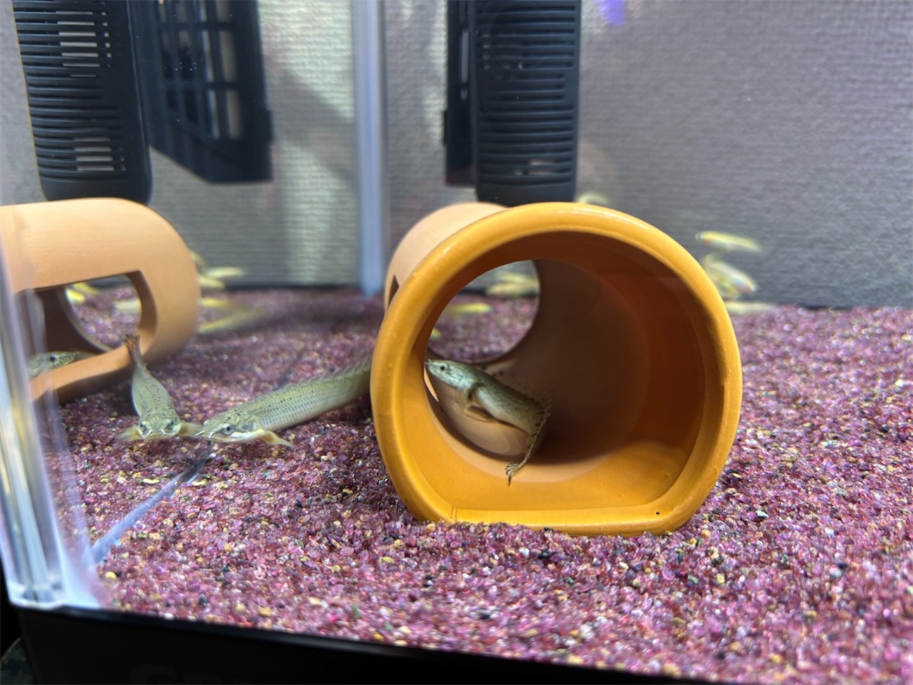 1 ポリプテルス飼育~セネガルス&デルヘッジ~ - アクアリウム日記