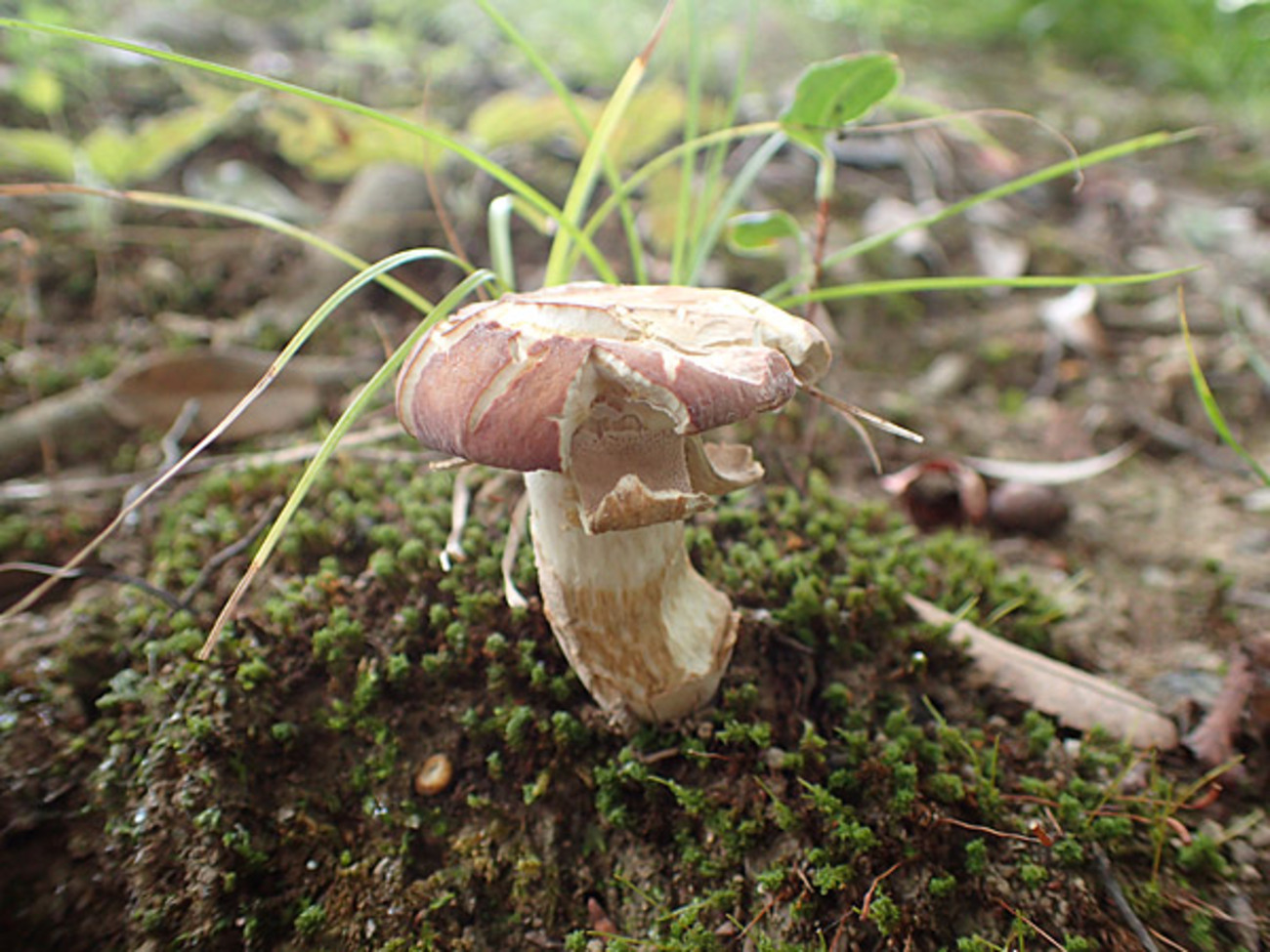 紫色のヤマドリタケモドキを探しに行く - 私的標本：捕まえて食べる