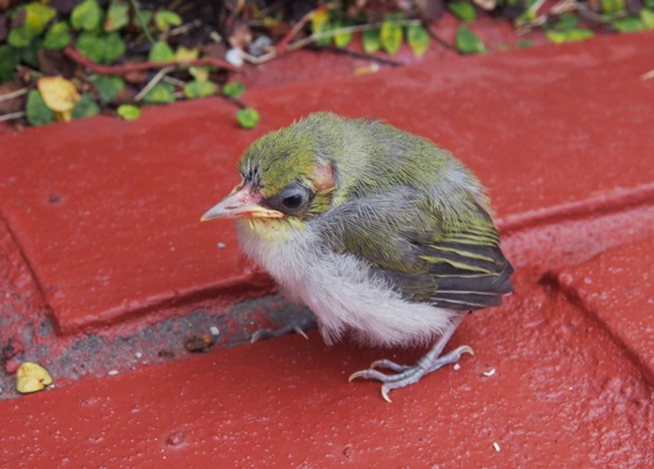 落ちている野鳥のヒナにご用心！ - 日々のなごはく。