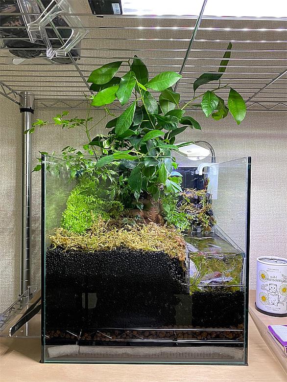 アクアテラリウムとは 動植物の人気 最新記事を集めました はてな アクアテラリウムとは 動植物の人気 最新記事を集めました はてな