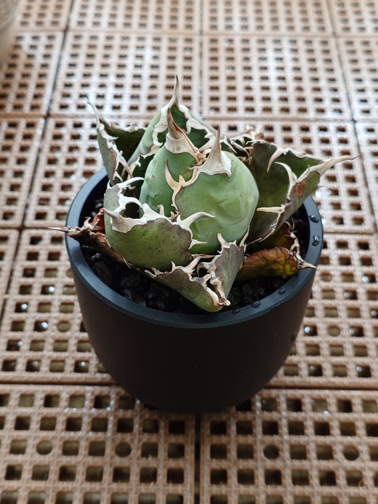 ★12/21(日)まで週末セール中★アガベ　グラキリス　パキプス　白鯨　悪魔くん アガベ 悪魔くん② - papagreen's diary