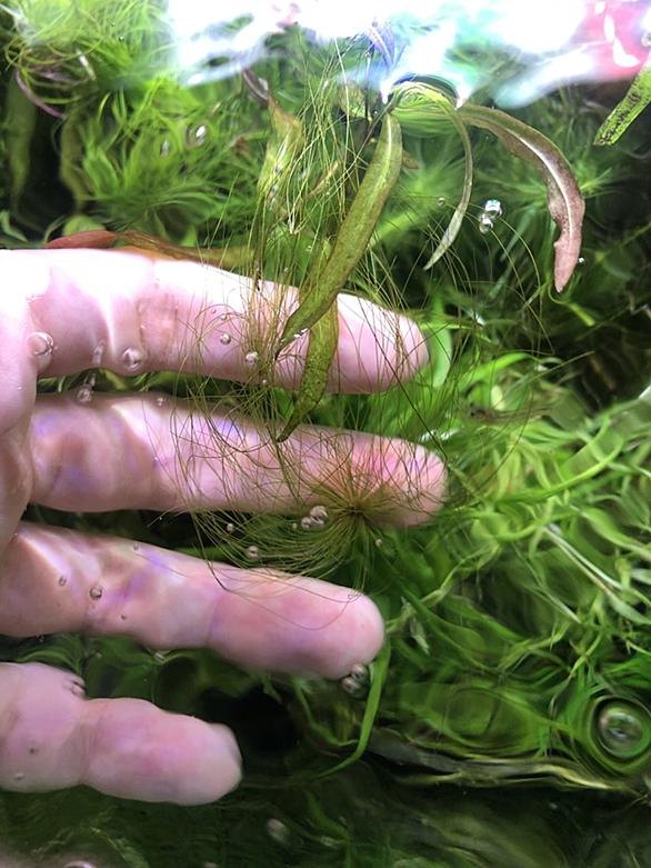 ヘアーグラスとは 動植物の人気 最新記事を集めました はてな