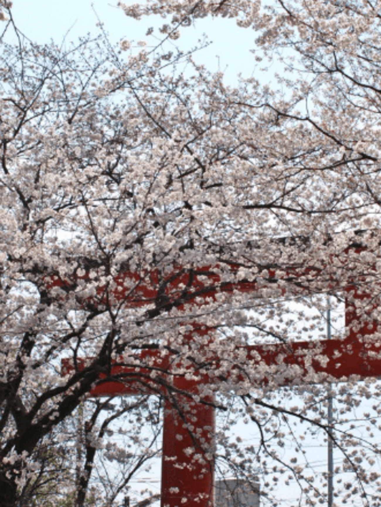 桜 - 花咲く春にあう
