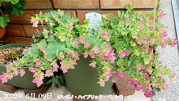 オレガノとは 動植物の人気 最新記事を集めました はてな