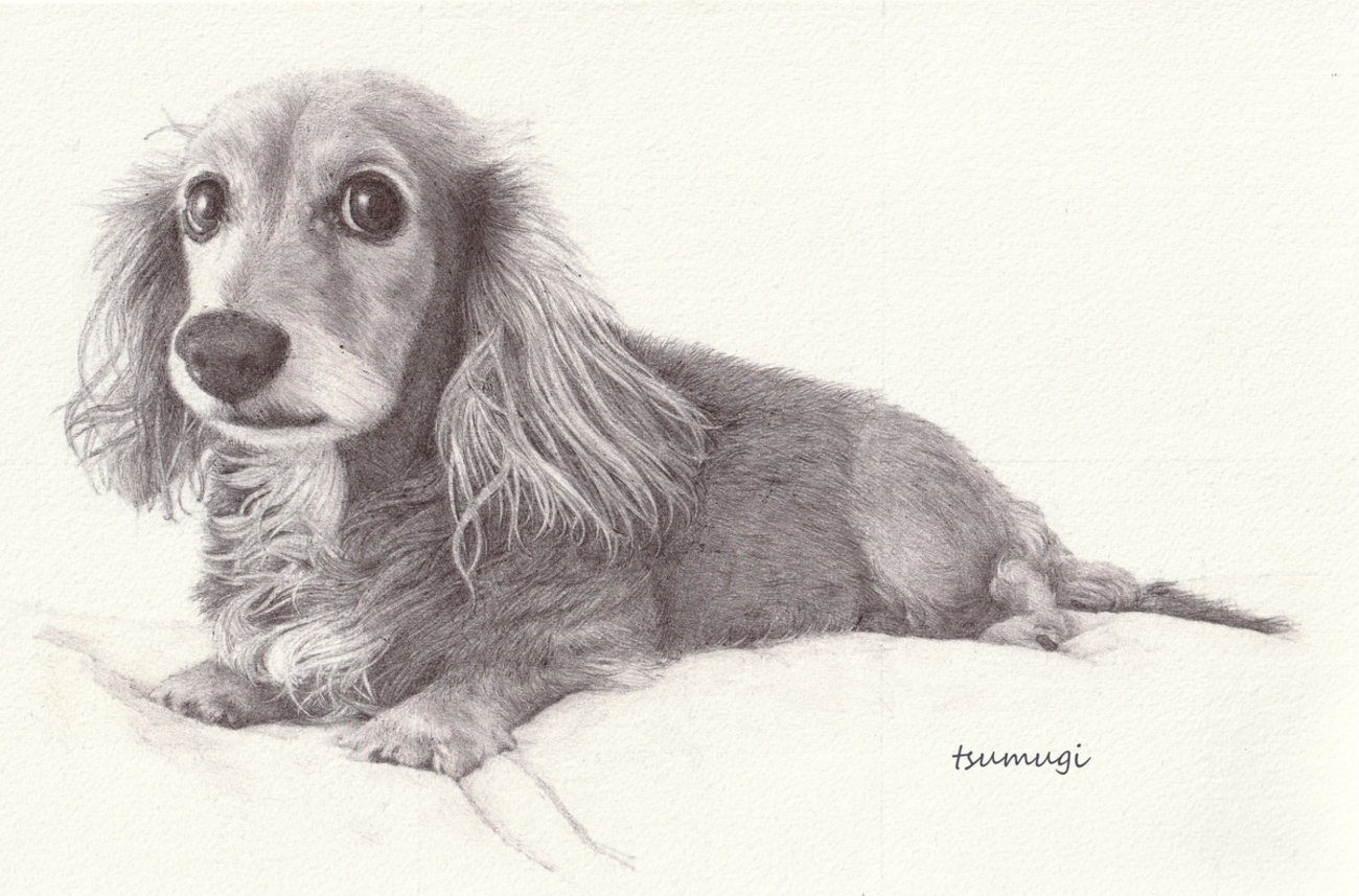 t*s様 「 色で満たされた犬 」｜絵画 ドローイング 動物画 抽象画 ペン画 ボールペン画 パグ140【ドローイング 原画 絵画 イラスト 犬の絵