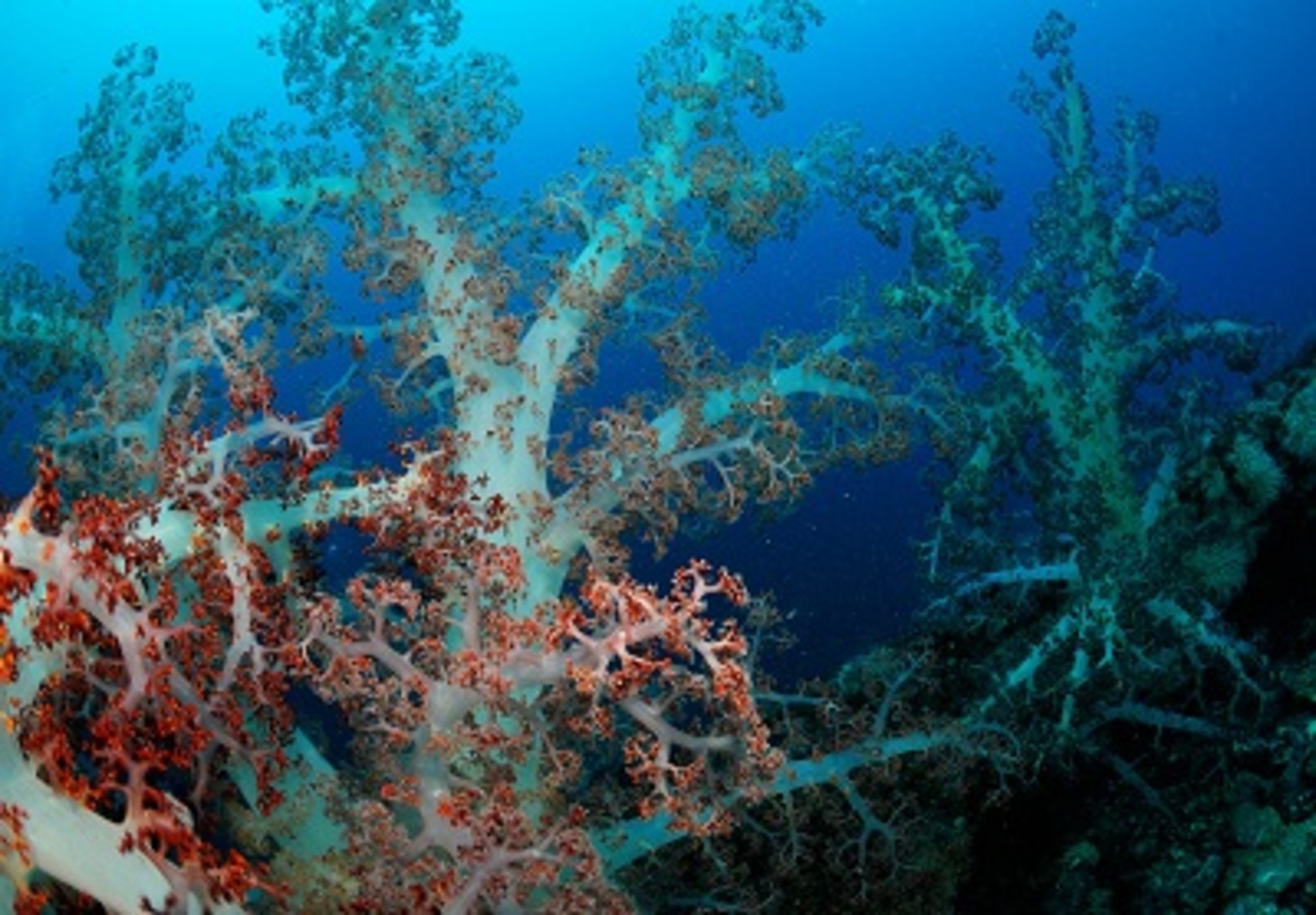 backend=imagemagick;version=1;