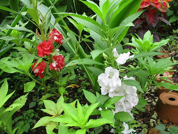 鳳仙花とは アートの人気 最新記事を集めました はてな 鳳仙花とは アートの人気 最新記事を集めました はてな