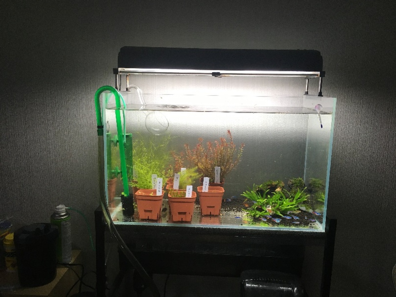 取り引き完了）ADA アクアリウム 60cm 水槽他 水草育ちます