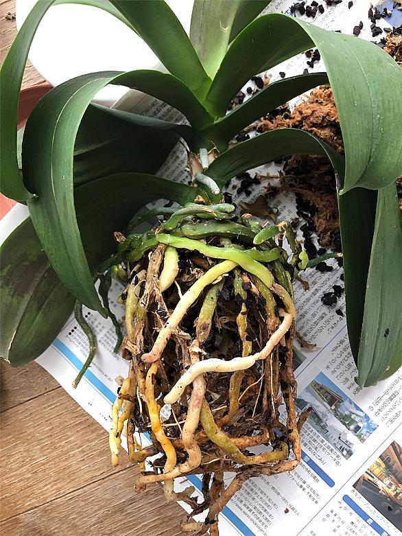 根腐れとは 動植物の人気 最新記事を集めました はてな 根腐れとは 動植物の人気 最新記事を集めました はてな