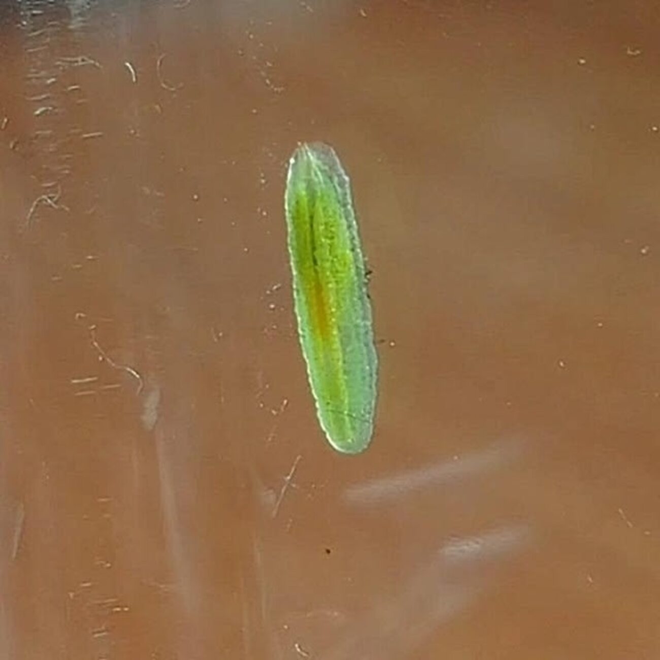 透明～黄緑色へ変化したヒラタアブの幼虫！？ - 昆虫観察ブログ