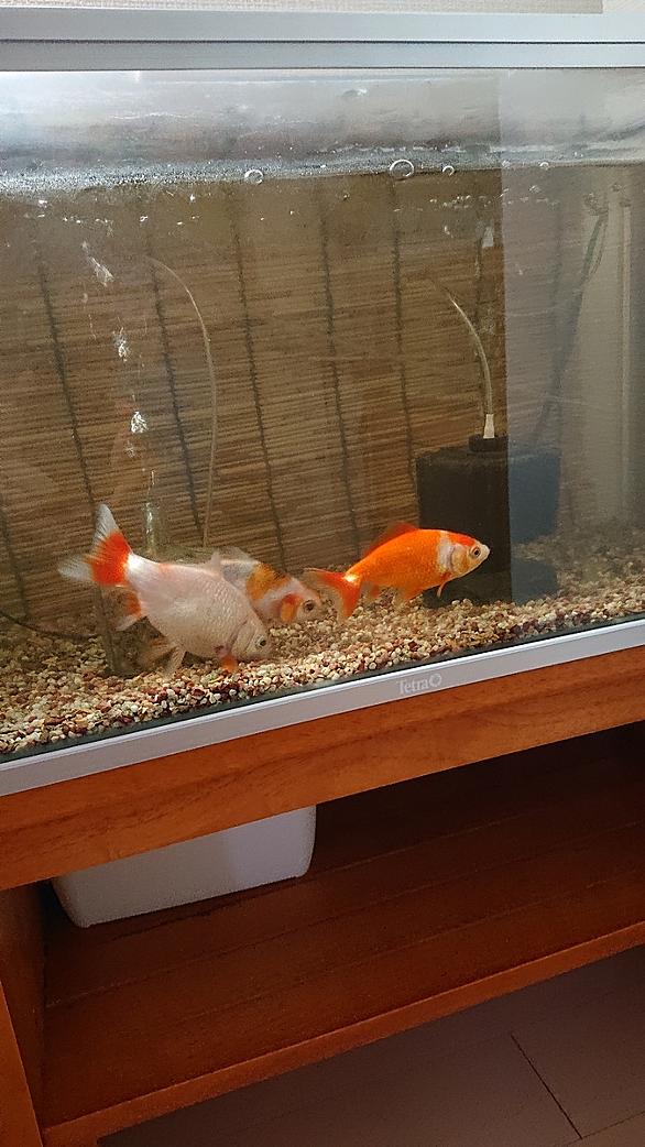 金魚部屋とは 人気 最新記事を集めました はてな