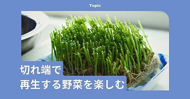 3年でパイナップルも再び実る！ リボベジで、捨てるはずだった野菜の切れ端を楽しむ