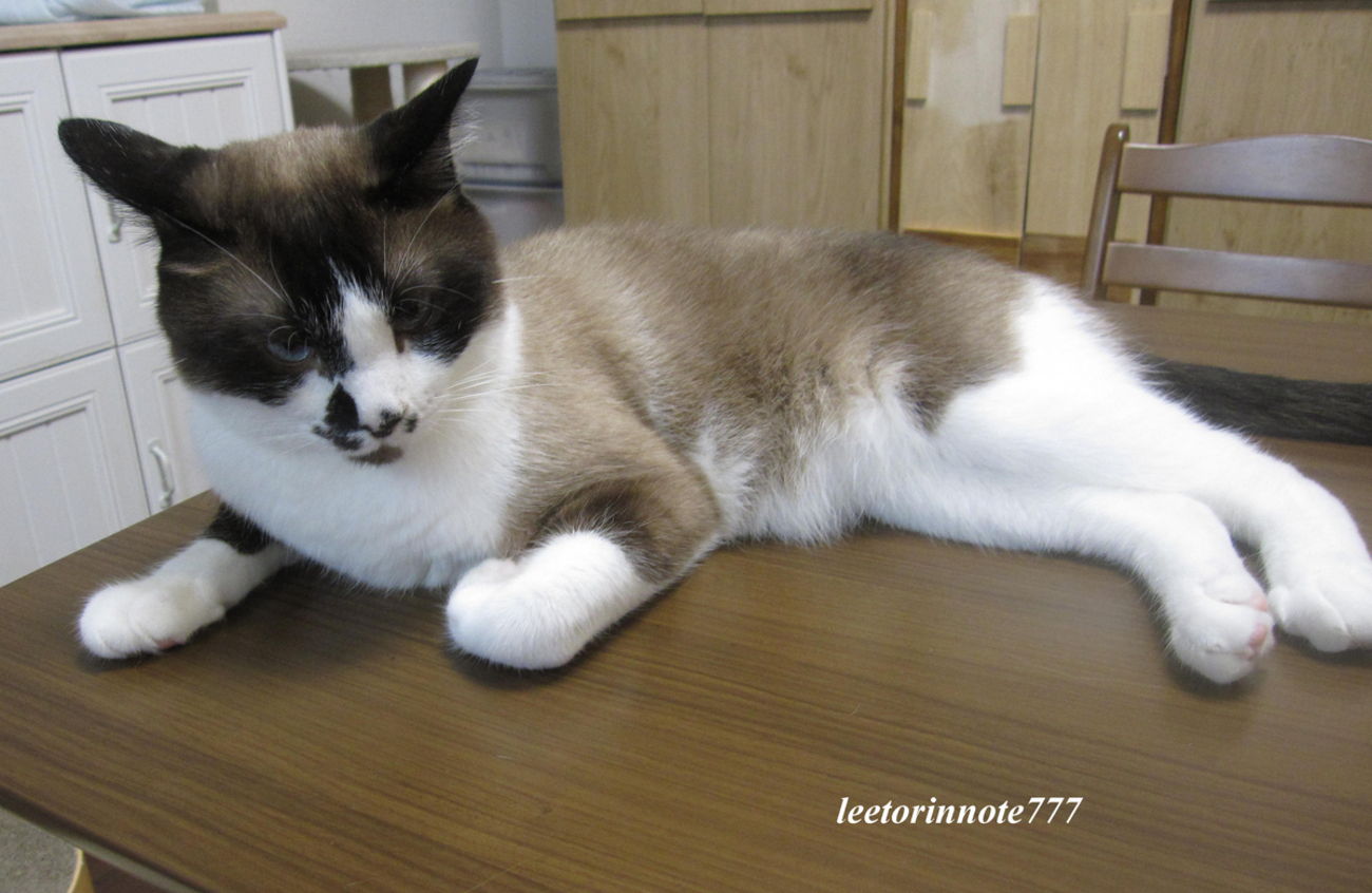 猫日記と主のつぶやき　やめて〜！ - リートリンの覚書