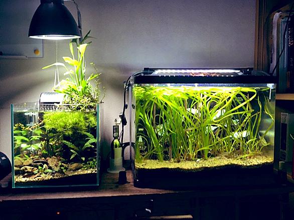 汽水魚とは 動植物の人気 最新記事を集めました はてな 汽水魚とは 動植物の人気 最新記事を集めました はてな