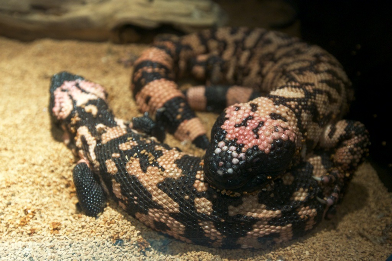 アメリカドクトカゲ Heloderma suspectum - RemoteRegion@AquaTotto